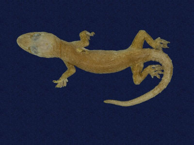 ƦƪԤBǦWG<em>Hemidactylus frenatus</em><br>W١G粪<br>^W١GCommon house gecko