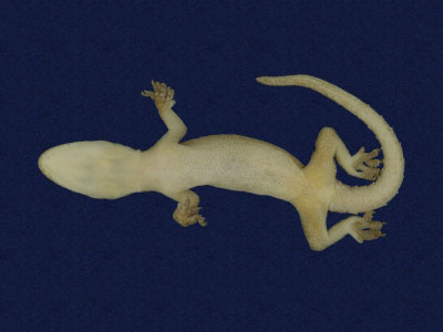 ƦƪԤBǦWG<em>Hemidactylus frenatus</em><br>W١G粪<br>^W١GCommon house gecko