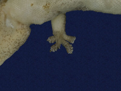 ƦƪԤBǦWG<em>Hemidactylus frenatus</em><br>W١G粪<br>^W١GCommon house gecko