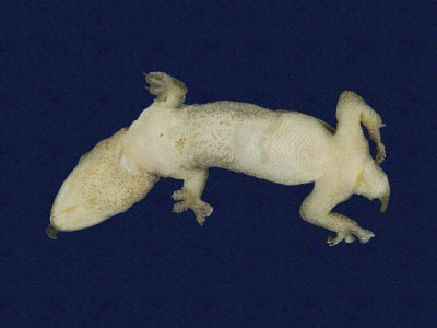 ƦƪԤBǦWG<em>Hemidactylus frenatus</em><br>W١G粪<br>^W١GCommon house gecko