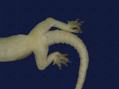 ƦƪԤBǦWG<em>Hemidactylus frenatus</em><br>W١G粪<br>^W١GCommon house gecko