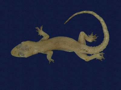 ƦƪԤBǦWG<em>Hemidactylus frenatus</em><br>W١G粪<br>^W١GCommon house gecko