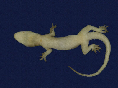 ƦƪԤBǦWG<em>Hemidactylus frenatus</em><br>W١G粪<br>^W١GCommon house gecko