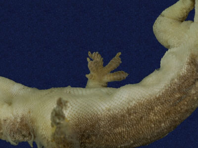 ƦƪԤBǦWG<em>Hemidactylus frenatus</em><br>W١G粪<br>^W١GCommon house gecko