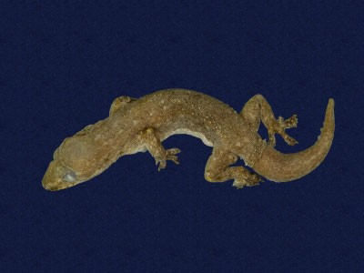 ƦƪԤBǦWG<em>Hemidactylus frenatus</em><br>W١G粪<br>^W١GCommon house gecko