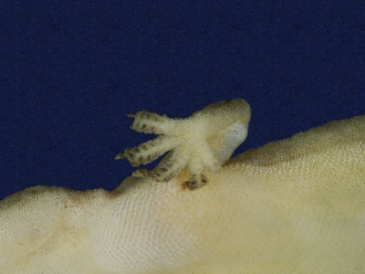 ƦƪԤBǦWG<em>Hemidactylus frenatus</em><br>W١G粪<br>^W١GCommon house gecko