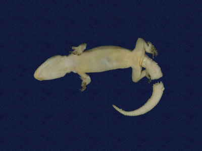 ƦƪԤBǦWG<em>Hemidactylus frenatus</em><br>W١G粪<br>^W١GCommon house gecko