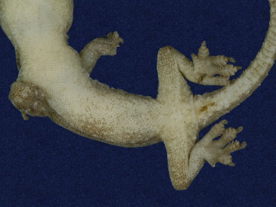 ƦƪԤBǦWG<em>Hemidactylus frenatus</em><br>W١G粪<br>^W١GCommon house gecko