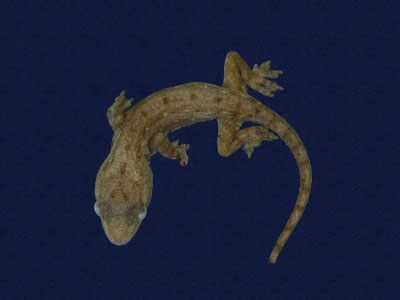 ƦƪԤBǦWG<em>Hemidactylus frenatus</em><br>W١G粪<br>^W١GCommon house gecko