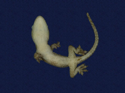 ƦƪԤBǦWG<em>Hemidactylus frenatus</em><br>W١G粪<br>^W١GCommon house gecko