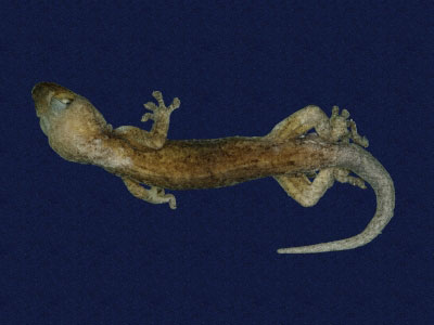 ƦƪԤBǦWG<em>Gekko hokouensis</em><br>W١Guc<br>^W١GHekou's gecko