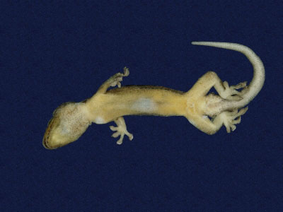 ƦƪԤBǦWG<em>Gekko hokouensis</em><br>W١Guc<br>^W١GHekou's gecko