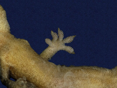 ƦƪԤBǦWG<em>Gekko hokouensis</em><br>W١Guc<br>^W١GHekou's gecko