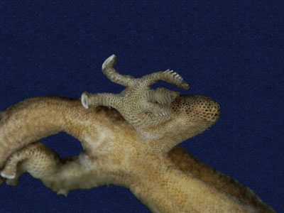 ƦƪԤBǦWG<em>Gekko hokouensis</em><br>W١Guc<br>^W١GHekou's gecko