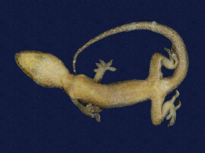 ƦƪԤBǦWG<em>Gekko hokouensis</em><br>W١Guc<br>^W١GHekou's gecko