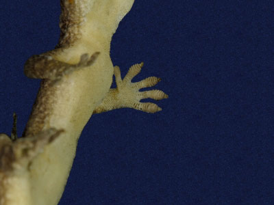 ƦƪԤBǦWG<em>Gekko hokouensis</em><br>W١Guc<br>^W١GHekou's gecko