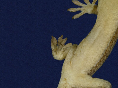 ƦƪԤBǦWG<em>Gekko hokouensis</em><br>W١Guc<br>^W١GHekou's gecko