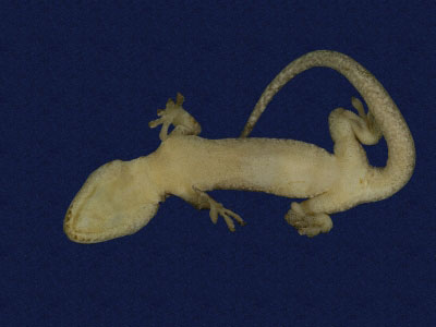 ƦƪԤBǦWG<em>Gekko hokouensis</em><br>W١Guc<br>^W١GHekou's gecko