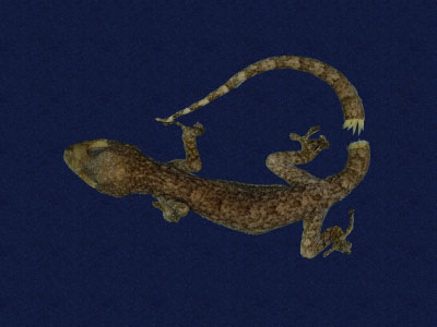 ƦƪԤBǦWG<em>Gekko hokouensis</em><br>W١Guc<br>^W١GHekou's gecko