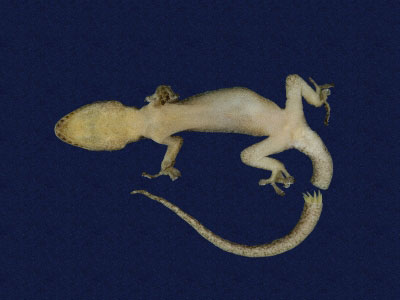 ƦƪԤBǦWG<em>Gekko hokouensis</em><br>W١Guc<br>^W١GHekou's gecko