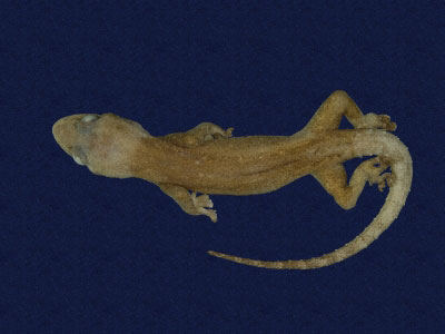 ƦƪԤBǦWG<em>Hemidactylus frenatus</em><br>W١G粪<br>^W١GCommon house gecko