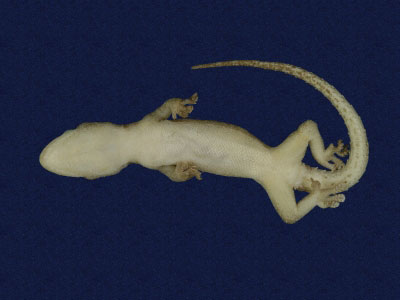 ƦƪԤBǦWG<em>Hemidactylus frenatus</em><br>W١G粪<br>^W١GCommon house gecko