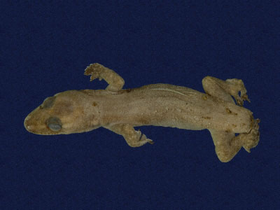 ƦƪԤBǦWG<em>Hemidactylus frenatus</em><br>W١G粪<br>^W١GCommon house gecko