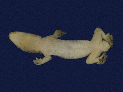 ƦƪԤBǦWG<em>Hemidactylus frenatus</em><br>W١G粪<br>^W١GCommon house gecko