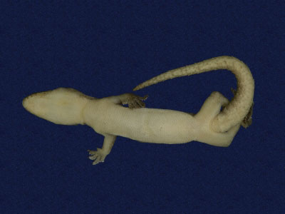 ƦƪԤBǦWG<em>Hemidactylus frenatus</em><br>W١G粪<br>^W١GCommon house gecko