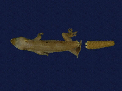 ƦƪԤBǦWG<em>Hemidactylus frenatus</em><br>W١G粪<br>^W١GCommon house gecko