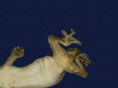 ƦƪԤBǦWG<em>Hemidactylus frenatus</em><br>W١G粪<br>^W١GCommon house gecko