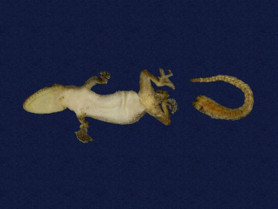 ƦƪԤBǦWG<em>Hemidactylus frenatus</em><br>W١G粪<br>^W١GCommon house gecko