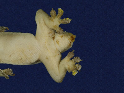 ƦƪԤBǦWG<em>Hemidactylus frenatus</em><br>W١G粪<br>^W١GCommon house gecko