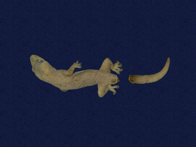 ƦƪԤBǦWG<em>Hemidactylus frenatus</em><br>W١G粪<br>^W١GCommon house gecko