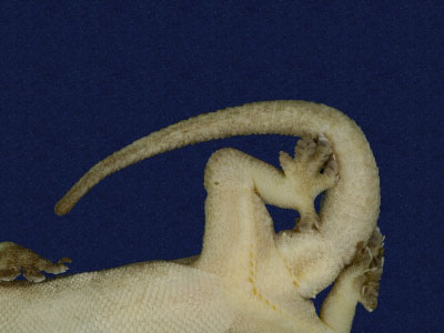 ƦƪԤBǦWG<em>Hemidactylus frenatus</em><br>W١G粪<br>^W١GCommon house gecko