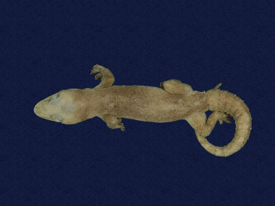 ƦƪԤBǦWG<em>Hemidactylus frenatus</em><br>W١G粪<br>^W١GCommon house gecko