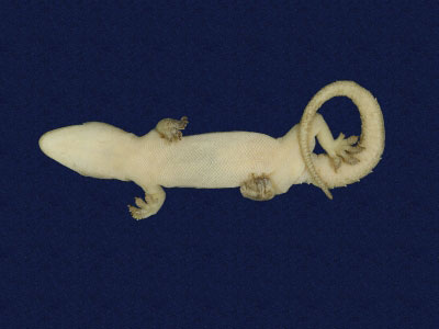 ƦƪԤBǦWG<em>Hemidactylus frenatus</em><br>W١G粪<br>^W١GCommon house gecko