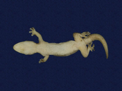 ƦƪԤBǦWG<em>Hemidactylus frenatus</em><br>W١G粪<br>^W١GCommon house gecko