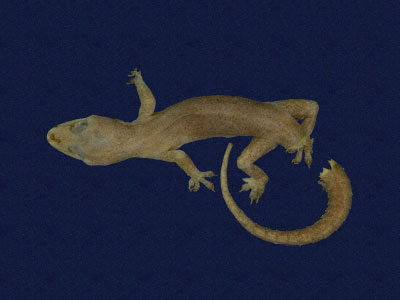 ƦƪԤBǦWG<em>Hemidactylus frenatus</em><br>W١G粪<br>^W١GCommon house gecko