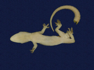 ƦƪԤBǦWG<em>Hemidactylus frenatus</em><br>W١G粪<br>^W١GCommon house gecko