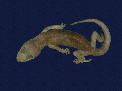 ƦƪԤBǦWG<em>Gekko hokouensis</em><br>W١Guc<br>^W١GHekou's gecko