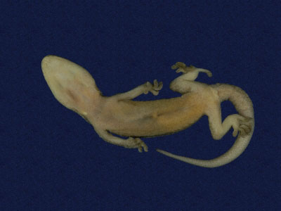 ƦƪԤBǦWG<em>Gekko hokouensis</em><br>W١Guc<br>^W١GHekou's gecko