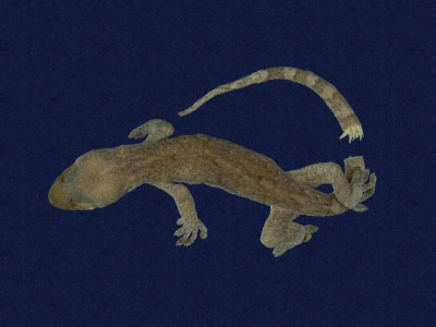 ƦƪԤBǦWG<em>Gekko hokouensis</em><br>W١Guc<br>^W١GHekou's gecko