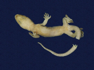 ƦƪԤBǦWG<em>Gekko hokouensis</em><br>W١Guc<br>^W١GHekou's gecko