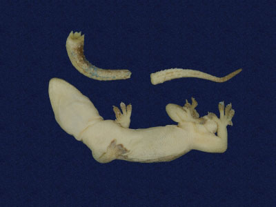 ƦƪԤBǦWG<em>Hemidactylus frenatus</em><br>W١G粪<br>^W١GCommon house gecko