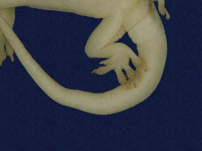 ƦƪԤBǦWG<em>Hemidactylus frenatus</em><br>W١G粪<br>^W١GCommon house gecko