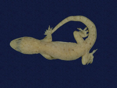 ƦƪԤBǦWG<em>Hemidactylus frenatus</em><br>W١G粪<br>^W١GCommon house gecko