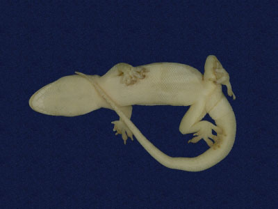 ƦƪԤBǦWG<em>Hemidactylus frenatus</em><br>W١G粪<br>^W١GCommon house gecko