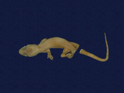 ƦƪԤBǦWG<em>Hemidactylus frenatus</em><br>W١G粪<br>^W١GCommon house gecko