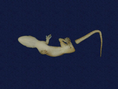 ƦƪԤBǦWG<em>Hemidactylus frenatus</em><br>W١G粪<br>^W١GCommon house gecko